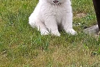 Samoyed- szczeniaki