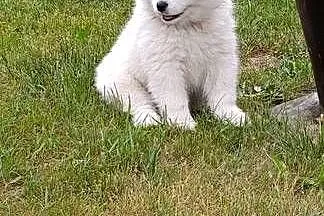 Samoyed- szczeniaki, Łódzkie, Łowicz