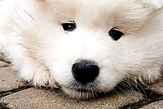 Samoyed- szczeniaki, Łódzkie, Łowicz