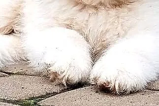 Samoyed- szczeniaki, Łódzkie, Łowicz