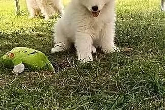 Samoyed- szczeniaki, Łódzkie, Łowicz