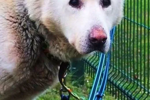GREACE czeka na dom i człowieka,  wielkopolskie Po