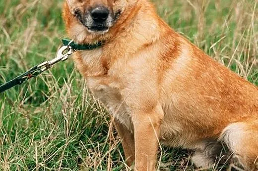 Wedel - sympatyczny rudzielec do adopcji,  małopol