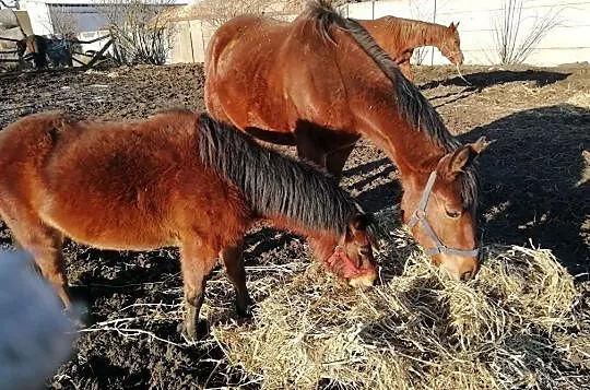 Wałach 4 lata do dzierżawy, Śrem