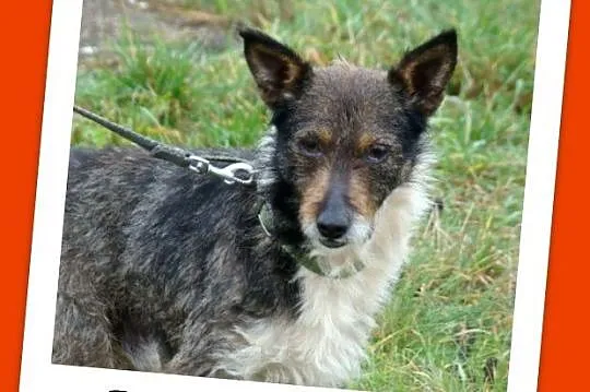 PIKPOK  letni pies,szorstkowłosy, terierkowaty,przyjazny,łagodny_Adopcja_