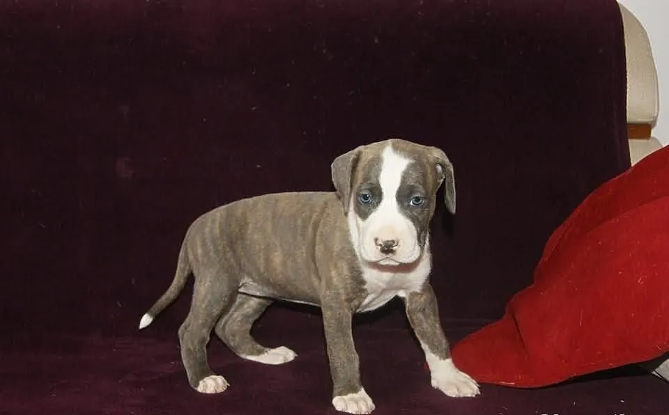 Pit bull