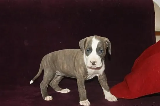 Pit bull