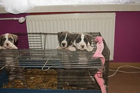 Pit bull
