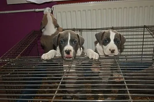 Pit bull