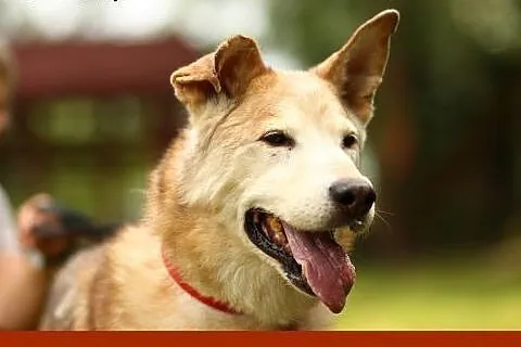 Porzucony na starość... niegdyś piękny husky, dziś cień psa... Marley ,  mazowieckie Warszawa