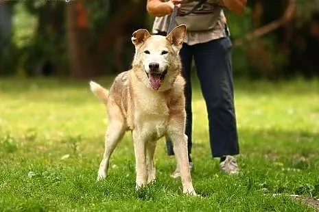 Porzucony na starość... niegdyś piękny husky, dziś