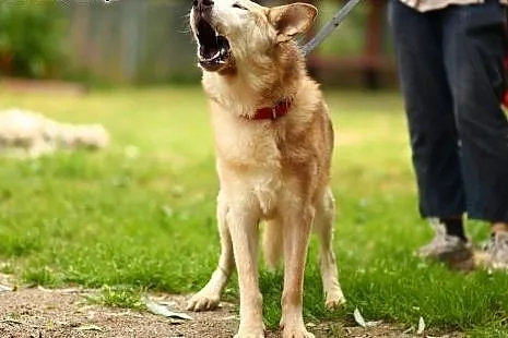 Porzucony na starość... niegdyś piękny husky, dziś