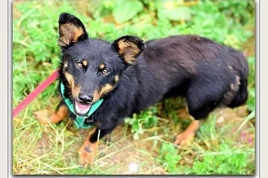 Mały,łagodny,przyjazny,wesoły,towarzyski,zaszczepiony psiak UKI.Adopcja., Łódzkie, Łódź