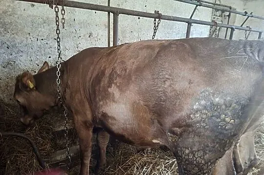 Jałówki  mięsne szarolez, Łódzkie, Ozorków