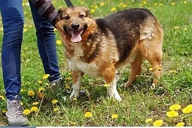 Bolek to 5 letni psiak który jest ciągle uśmiechnięty oraz jest do adopcji .,  łódzkie Skierniewice