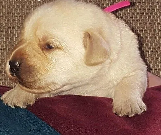 Biszkoptowe, czekoladowe i czarne labradorki, Lab