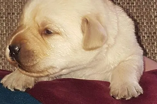Biszkoptowe, czekoladowe i czarne labradorki,  Lab