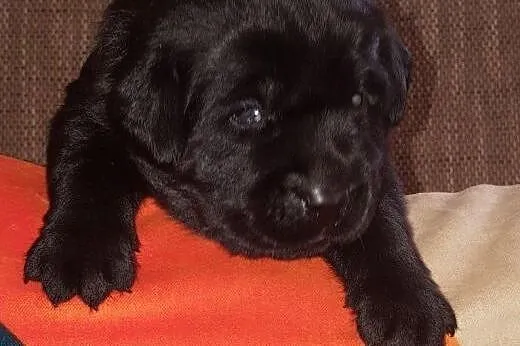 Biszkoptowe, czekoladowe i czarne labradorki,  Lab