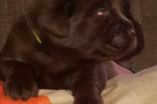Biszkoptowe, czekoladowe i czarne labradorki,  Lab