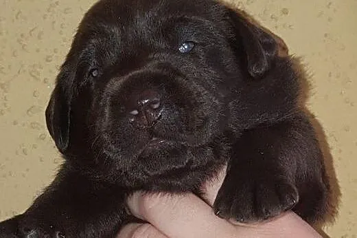 Biszkoptowe, czekoladowe i czarne labradorki,  Lab