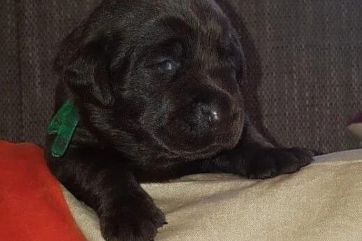 Biszkoptowe, czekoladowe i czarne labradorki,  Lab
