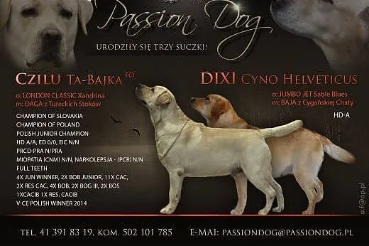 Biszkoptowe, czekoladowe i czarne labradorki,  Lab