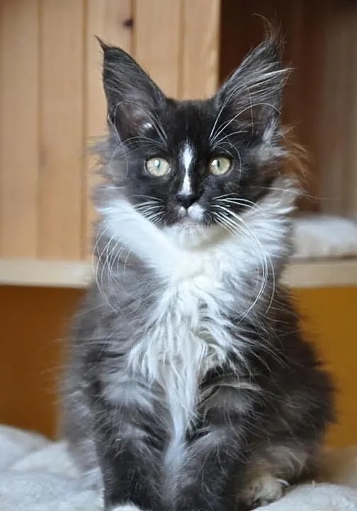 Śliczny czarny dymny kocurek rasy Maine Coon