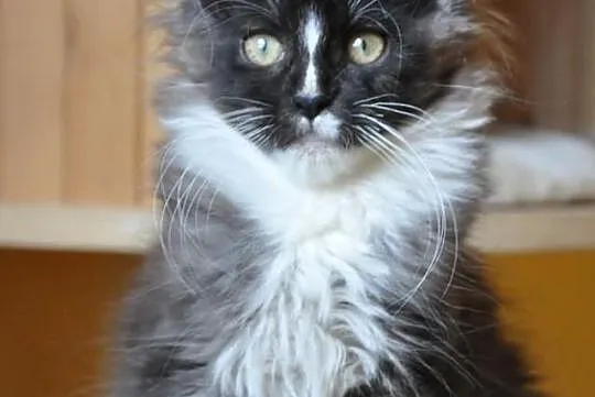 Śliczny czarny dymny kocurek rasy Maine Coon