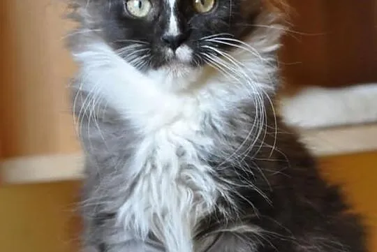 Śliczny czarny dymny kocurek rasy Maine Coon