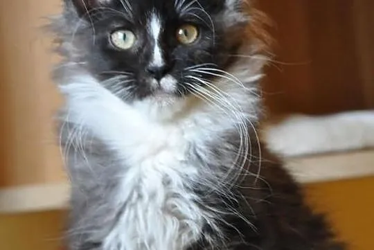 Śliczny czarny dymny kocurek rasy Maine Coon