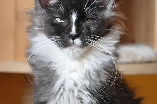 Śliczny czarny dymny kocurek rasy Maine Coon