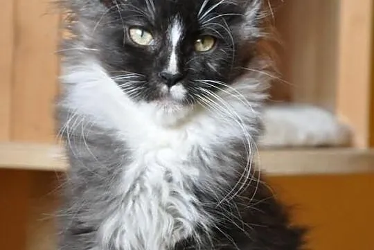 Śliczny czarny dymny kocurek rasy Maine Coon