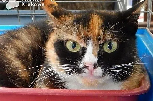Kolorowa Emilka jedyna taka na świecie,  małopolskie Kraków