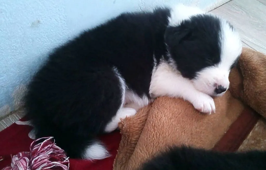 Border collie piękne szczenięta z linii angielskiej ZKwP FCI, , Słomniki