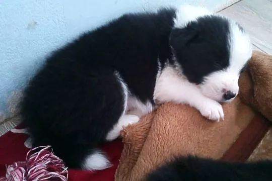 Border collie piękne szczenięta z linii angielskiej ZKwP FCI, , Słomniki