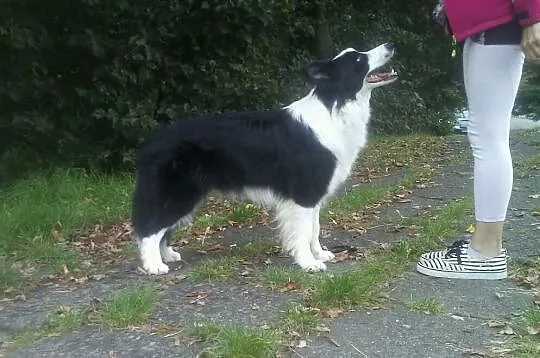 Border collie piękne szczenięta z linii angielskiej ZKwP FCI, , Słomniki