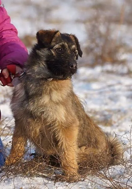 Nana młoda sunia do adopcji, Kundelki cała Polska