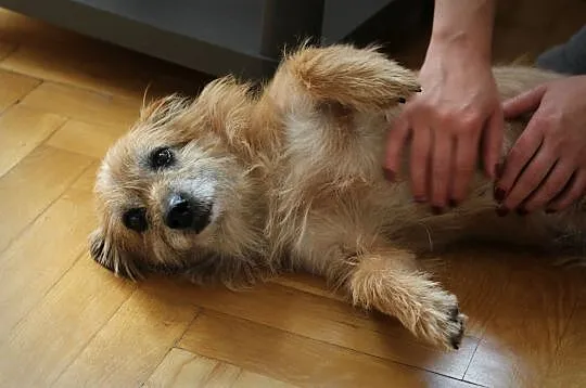 TIMON - psiak dojrzały, ale miłością też chce być obdarowany ;), Łódzkie, Łódź