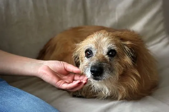 TIMON - psiak dojrzały, ale miłością też chce być obdarowany ;), Łódzkie, Łódź
