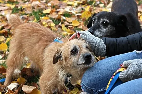 TIMON - psiak dojrzały, ale miłością też chce być obdarowany ;), Łódzkie, Łódź