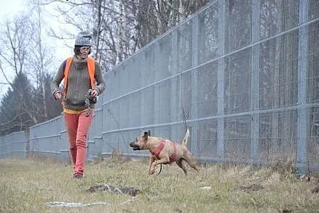 Charakterny Kermit szuka człowieka,  mazowieckie Warszawa