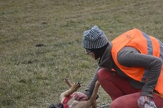 Charakterny Kermit szuka człowieka,  mazowieckie W