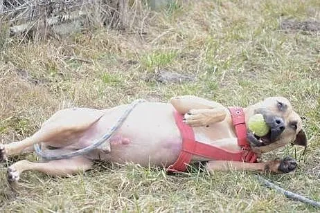 Charakterny Kermit szuka człowieka,  mazowieckie W