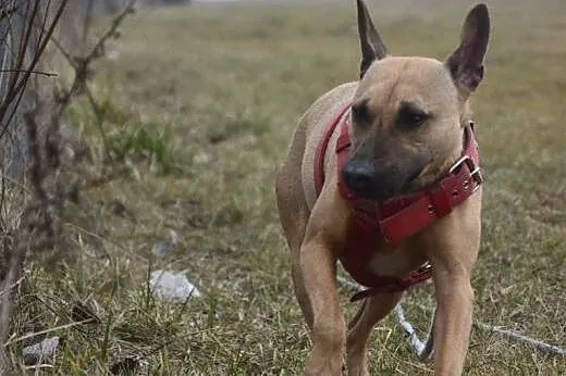 Charakterny Kermit szuka człowieka,  mazowieckie W