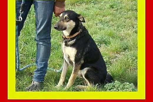 20kg,4lata,uwielbia towarzystwo ludzi i psów,pies 