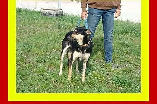 20kg,4lata,uwielbia towarzystwo ludzi i psów,pies 