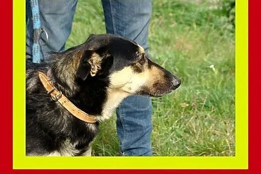 20kg,4lata,uwielbia towarzystwo ludzi i psów,pies 