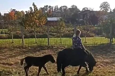 Kucyk klacz szetland, Zachodniopomorskie, Grzybno