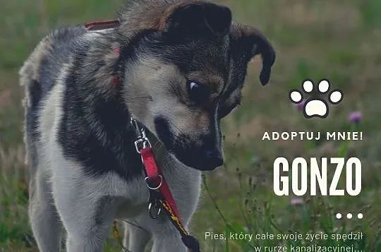 Gonzo- malutki pies, który mieszkał w rurze kanali, Częstochowa