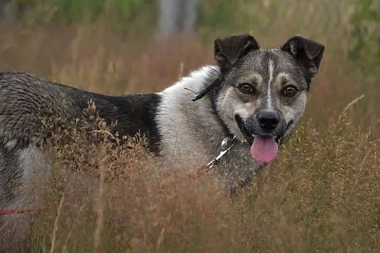 Gonzo- malutki pies, który mieszkał w rurze kanali, Częstochowa